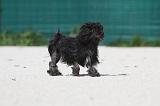 PETIT CHIEN LION 198